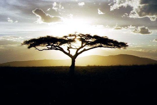 paysage-d-afrique-1-.jpg