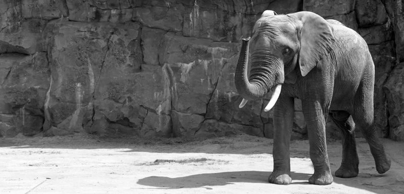 Zoo-Elefant