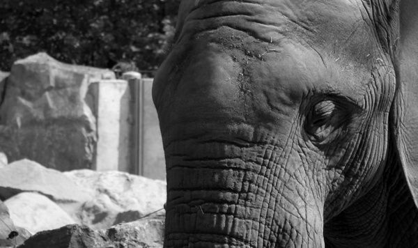 Zoo-Elefant2.jpg