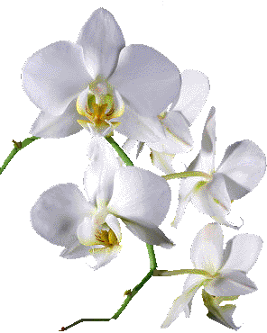 orchidee4