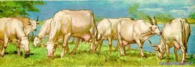 7-vacas-gordas.jpg