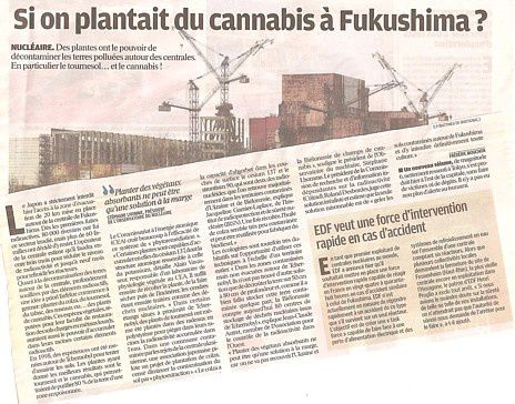homenaturo-dans la presse mai 2011 cannabis à fukushima