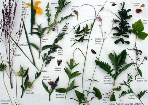 Herbier