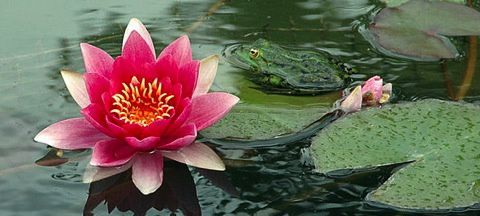 ayurveda-lotus-prana.jpg