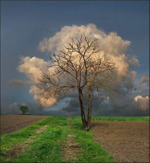 arbre-a-nuage.jpg