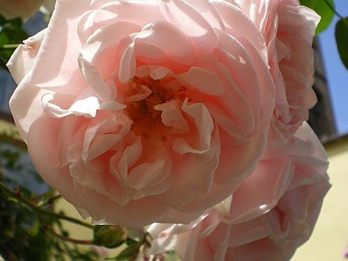 rose de Damas trémière avec rose de thé