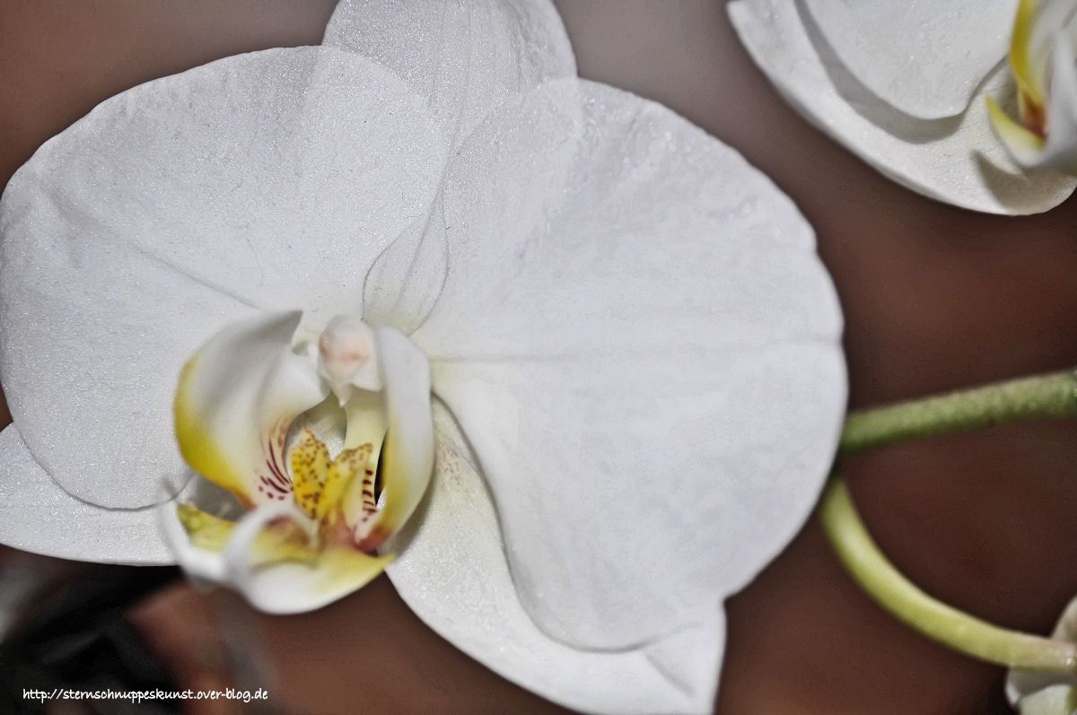 Bildergebnis Fur Gemalte Orchideen Bilder Blumenzeichnung