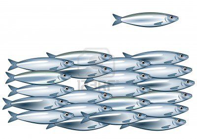 12062417-sardine-banc