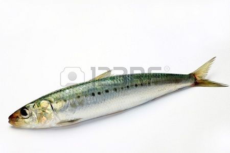 19964191-sardine