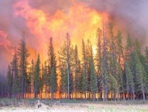feu_foret-098c0.jpg