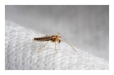 bugmosquito_210x131.jpg
