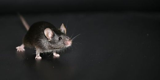souris1222571_3_7d7b_un_stress_socia.jpg