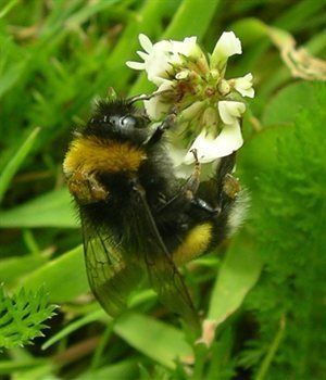 bombus_terrestris_RFID_Oscar_R.jpg