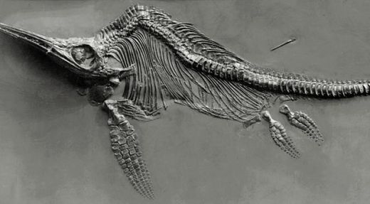 Le_fossile_d_couvert_en_1997_d.jpg