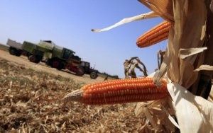 mais-ogm-monsanto_141-de427.jpg