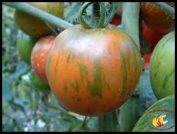tomates-tiger-tom.jpg