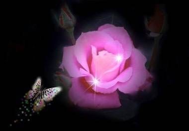 encontre una rosa