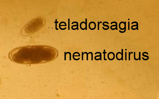 Remettre le sang sur les parasites omsk
