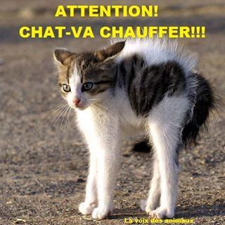 chat-attention-ca-ca-chauffer.jpg