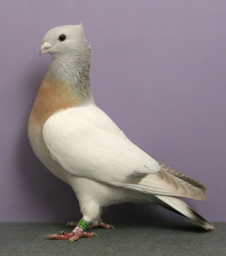 lucerne-gold-collar-ch-oc332-bob-pilchar-national-pigeon-as.jpg