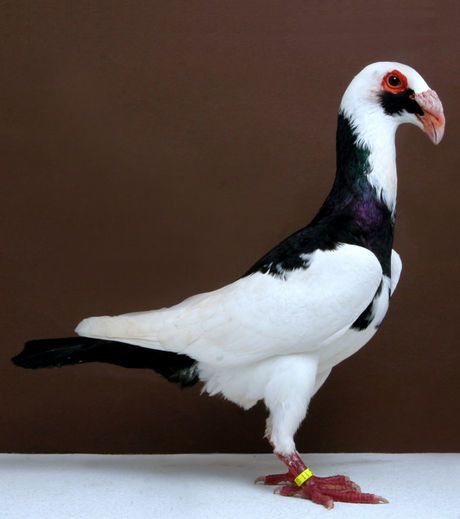 scandaroon-ch-oc40-john-heppner-national-pigeon-association.jpg