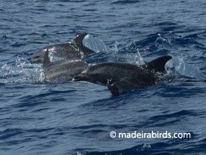 spotted dolphins2-copie-1