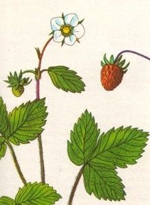 fraise
