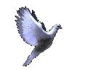 n'oublies pas que si tu tombes des ailes peuvent te pousser ....revelessencedesoi.com colombe2-copie-2