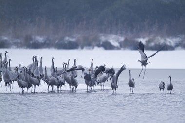 grue groupe