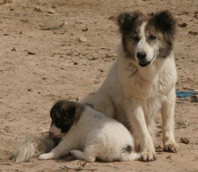 chien Syrie 1 ER