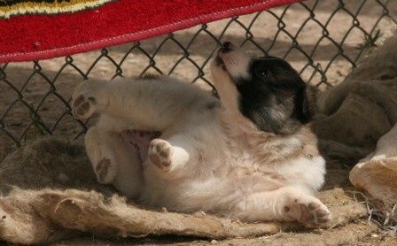 chien Syrie 2 ER