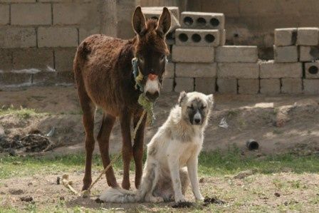 chien Syrie 3 ER