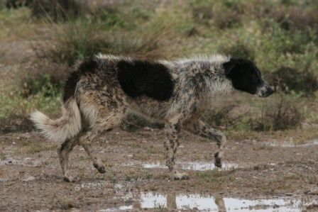 chien Syrie ER