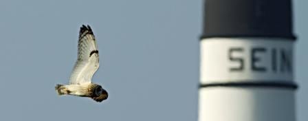 Hibou des marais Sein ER