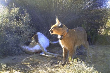 Photo3 - Caracal