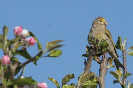 Serin-syriaque
