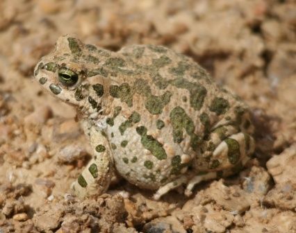 Syrie crapaud ER