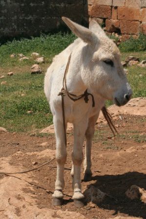 âne Syrie ER