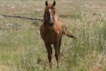 cheval syrien ER