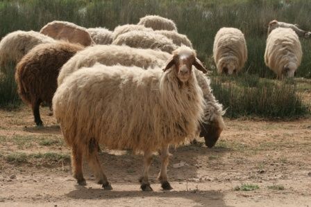mouton Syrie ER
