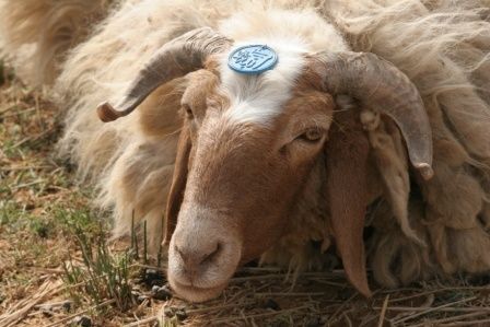 mouton syrie 3 ER