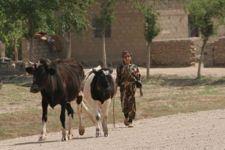 vaches Syrie ER