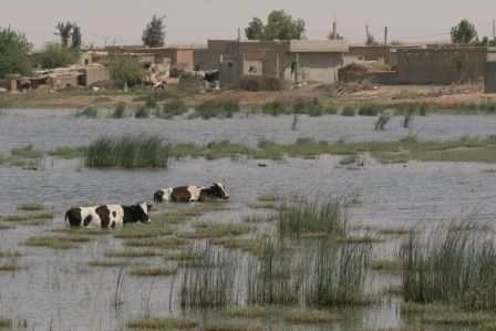 vaches dans l'eau Syrie ER