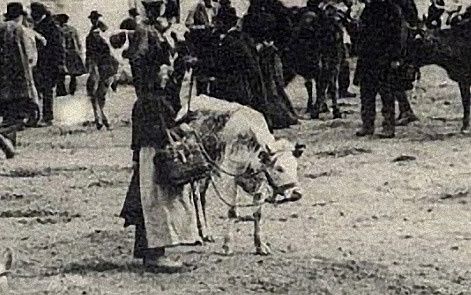 Augeronne---vache--au-centre----Donfront-61---1907.jpg