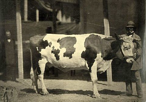 Normande---vache---Expo-Univ.jpg