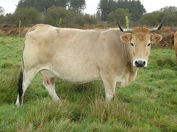 La-vache-nantaise.jpg