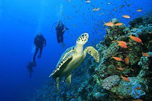 tortue-guadeloupe.jpg