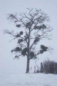 arbre-hiver-200x300