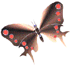 papillon 24