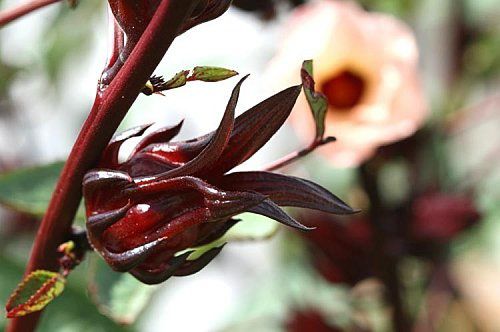 Fleur-d-hisbiscus.jpg